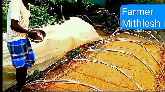 दिसंबर में टमाटर कि खेती कैसे करें? AtoZ जानकारी tomato farming