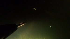 подводная охота на маныче. август 2021. веселовское водохранилище