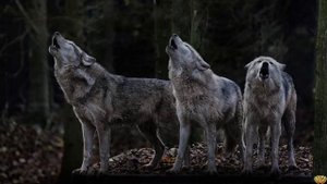 ВОЛЧЬЯ СТАЯ - ЖИЗНЬ ВОЛКОВ В ДИКОЙ ПРИРОДЕ