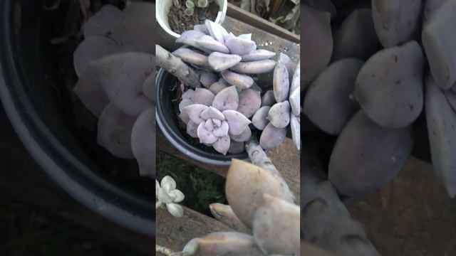 Graptopetalum   superbum