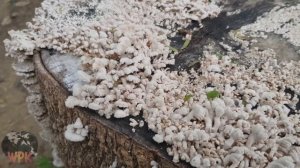 Schizophyllum commune