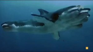 All Creature Effects #8: 5-Headed Shark Attack