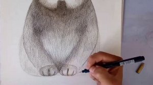 Drawing  a Manul Cat (Otocolobus manul)