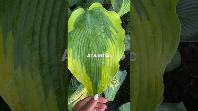 Хоста Атлантис. Hosta Atlantis . Hosta garden. Сад хост в Бийске.Хоста гигант