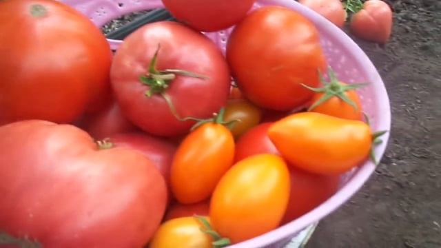 ЧТО ВЫБРАТЬ - КРУПНЫЕ ТОМАТЫ ИЛИ СЛАДКИЕ? ЗАВИСИТ ОТ ПОЛИВА. Ольга Чернова. смотреть онлайн