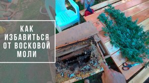 восковая моль в улье что делать - как сохранить сушь.mp4