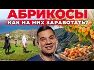 Как вырастить абрикос из косточки. Плодовые сады на Кавказе. Дагестан Своя еда