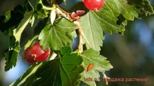 Смородина альпийская (ribes alpinum) ? альпийская смородина обзор: как сажать, саженцы смородины