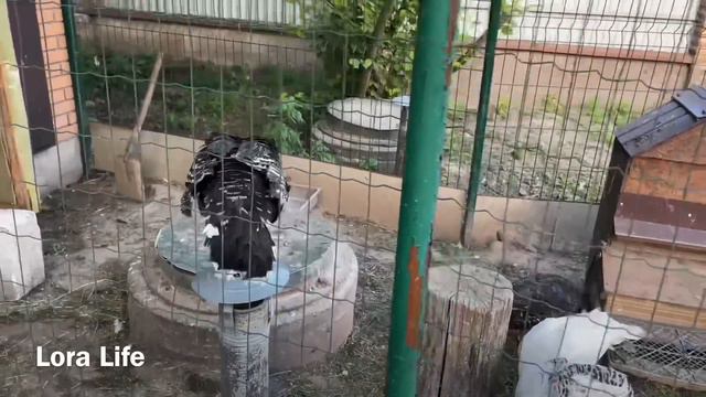 Про Цыплят Жалко смотреть-срываю зелеными Урожай Чеснок Капуста Брокколи