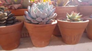 echeverias gibifloras/Atualização echeveria ruby lady ♥️ é muito mais