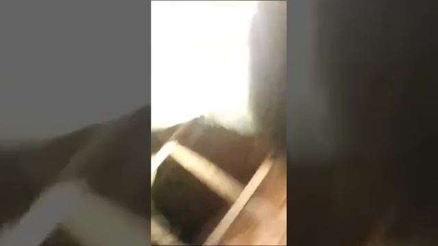 Спасли кошку, которая провалилась в вентиляцию восьмиэтажного дома