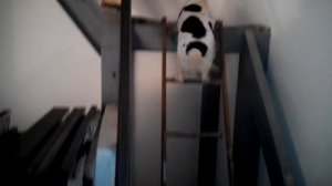 Простая дворняга