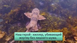 Ковровая акула  Опасная рыба со способностью ползать по суше