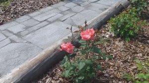 РОЗЫ , хорошо переносящие дожди...