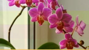 #приметы#приметы про цветы/Орхидеи/Можно ли держать дома орхидеи/Как правильно ухаживать за орхидее