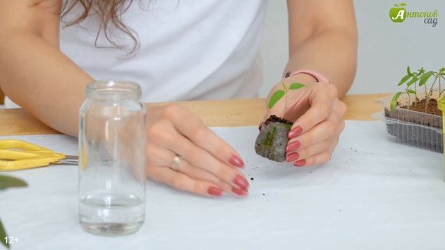 Профилактика заболеваний рассады томатов. Как победить хлороз у помидоров? смотреть онлайн