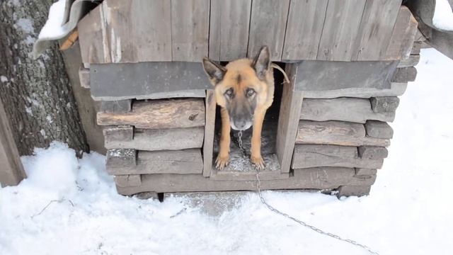 Теплая собачья будка сруб своими руками из дерева кругляка утепленная для собаки смотреть онлайн