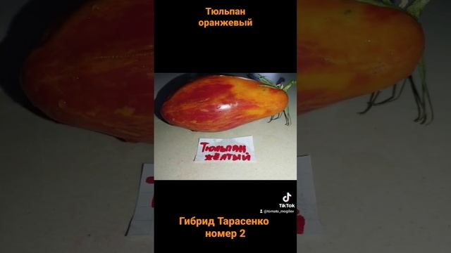 Обзор томатов Тюльпан жёлтый и Гибрид Тарасенко номер 2 .