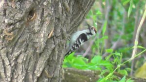 Малый пёстрый дятел. Голос малого пёстрого дятла. Птицы Сибири.