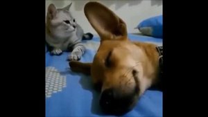 Звуки как пукают животные😂) смотри не лопни !