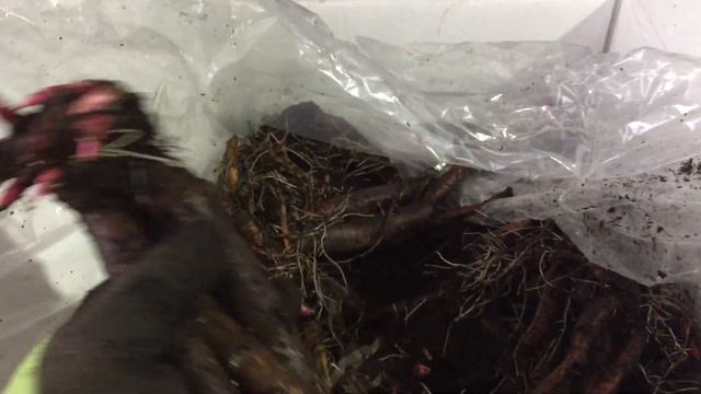 Пион В.Ф.Тёрнер, peony William F. Turner от фирмы Пионышоп Peony Shop Holland смотреть онлайн