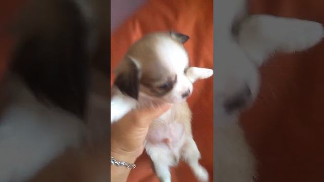 Длинношерстный мальчик чихуахуа Симферополь продажа