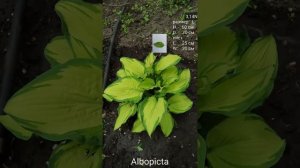 хоста Albopicta