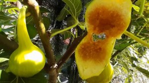 Полное испытание казалось бы перспективного сорта инжира.