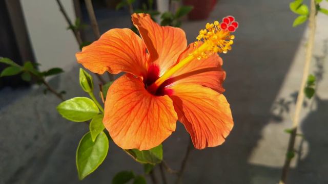Orange Colored Hibiscus Flower Plant | Rosa-Sinensis | Rose Mallow | China Rose | Show Black Plant смотреть онлайн