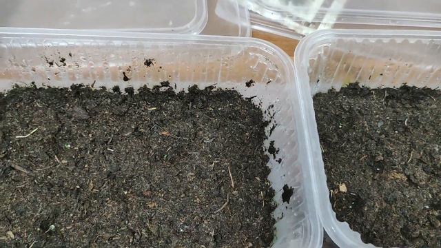 Эустома из семян. Самый простой способ посева эустомы. Легкий уход за всходами в одном видео. смотреть онлайн