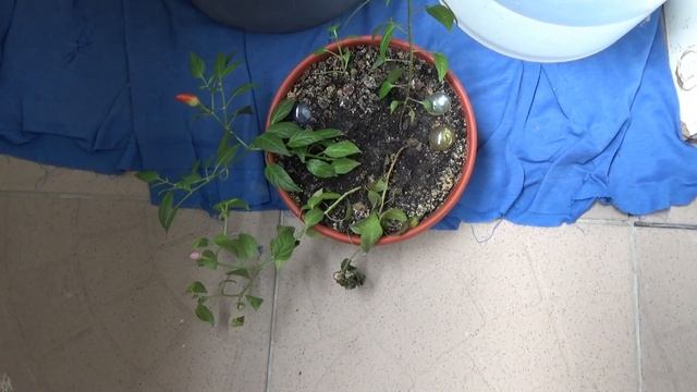 Перемены в жизни кактусов и других растений на подоконнике смотреть онлайн