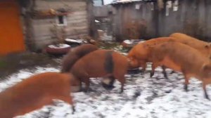 СОСТАВ КОРМА НАШИХ ДЮРКОВ.