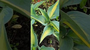 хоста Гранд Маркос #хостомания #хосты #купитьхосты #хостыпочтой