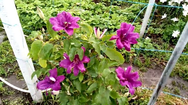 Крупноцветковые клематисы Махровый, Каспер, Чайка. смотреть онлайн