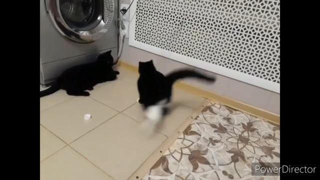 Жил да был Черный кот и его подруга .     #приколскотом, #смешныекоты2020, #кошки, #котята, #прикол
