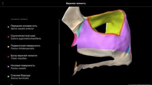Верхняя челюсть. https://nash-pirogov.ru/