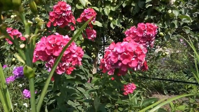 Флоксы на моем участке. 1 часть смотреть онлайн