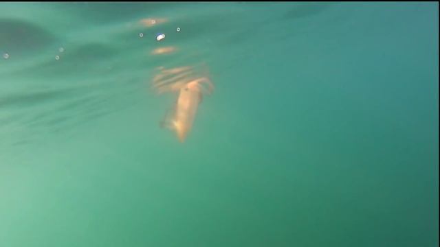 Squid Jigging  (Eging) - Summer Time - Kayak Fishing 1080HD 60fps смотреть онлайн