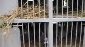 Спортивные голуби