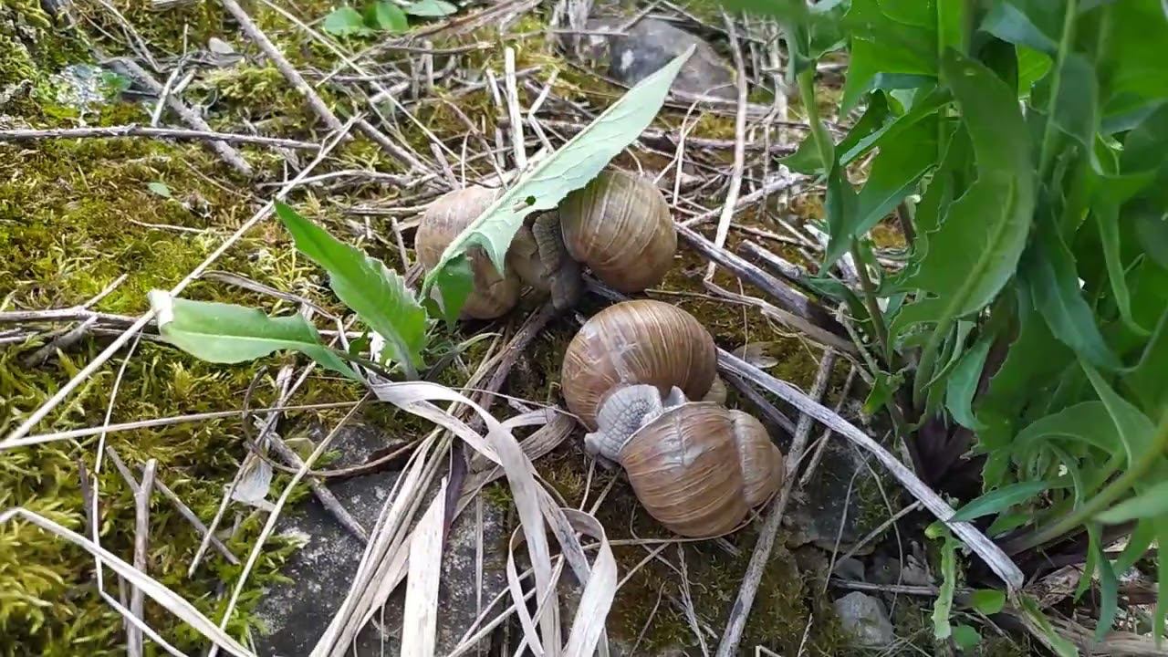 Сезон спаривания у виноградных улиток смотреть онлайн