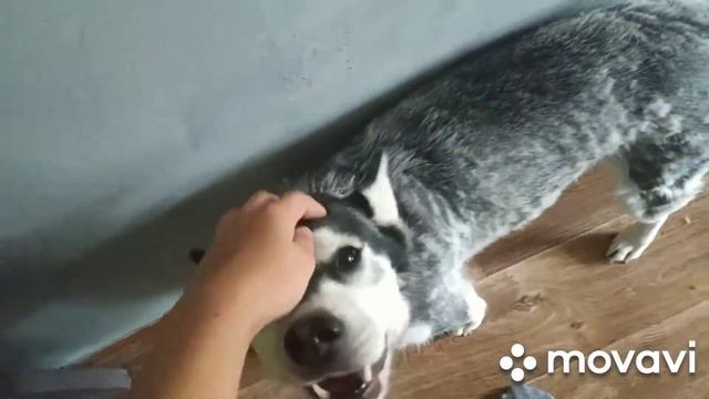 Блог #10 / Живое выступление у реки / Собака смотреть онлайн