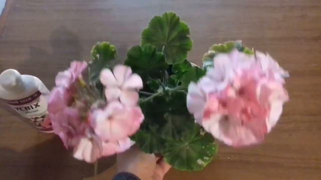 КАК ДОБИТЬСЯ ПЫШНОГО ЦВЕТЕНИЯ ПЕЛАРГОНИИ смотреть онлайн