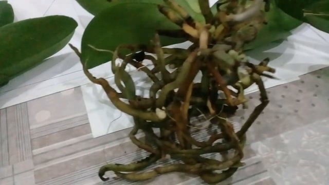 Новиночки-орхидеи.Мошки на орхидеях.