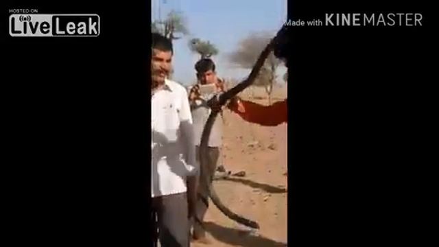 Мужчина погиб от укуса змеи смотреть онлайн