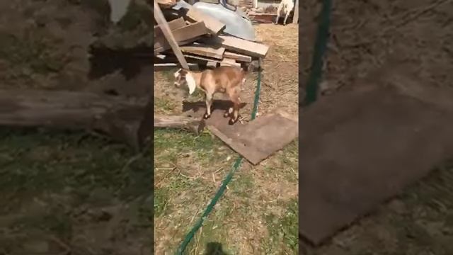 Нубийские козлята, продажа, Ростовская область смотреть онлайн