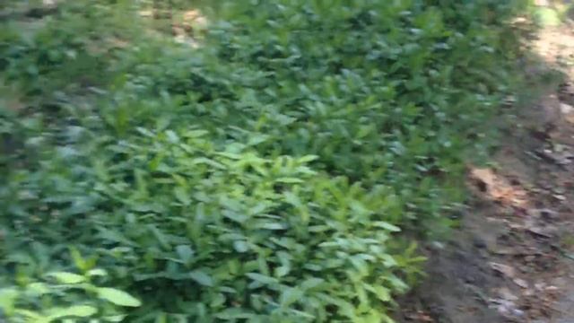 Вивірка звичайна (Sciurus vulgaris) смотреть онлайн