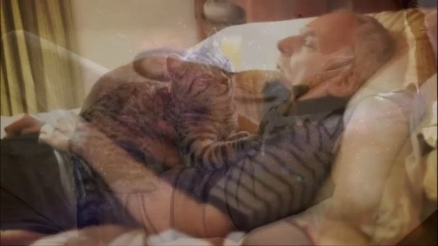 11 причин, почему кошки спят на человеке. Любимые места кошки. Народные приметы. смотреть онлайн