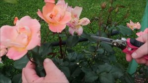 РОЗЫ: ЧТО НАДО СДЕЛАТЬ ДЛЯ ПЫШНОГО ПОВТОРНОГО ЦВЕТЕНИЯ. ПРАВИЛА ОБРЕЗКИ