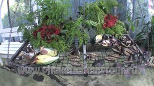 Парк Бабочек на Пхукете!!! Butterfly Garden Phuket!!! Экскурсии на phuket-cheap-tour.ru