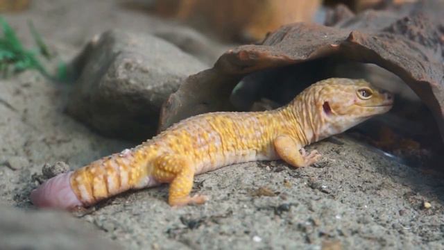 Animal Game- Guess Animal Name from its Shadows Eps 51- Gecko Leopard, Cape Buffalo, Goat, Emu смотреть онлайн